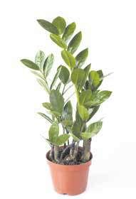 Cvijet Zamioculcas Zamiifolia Ktc Akcija Nju Kalo Katalozi