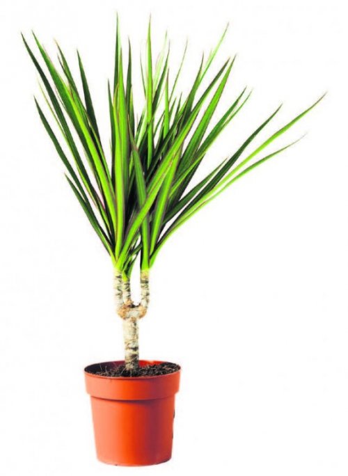 Cvijet dracaena marginata bicolor KTC Akcija Njuškalo katalozi