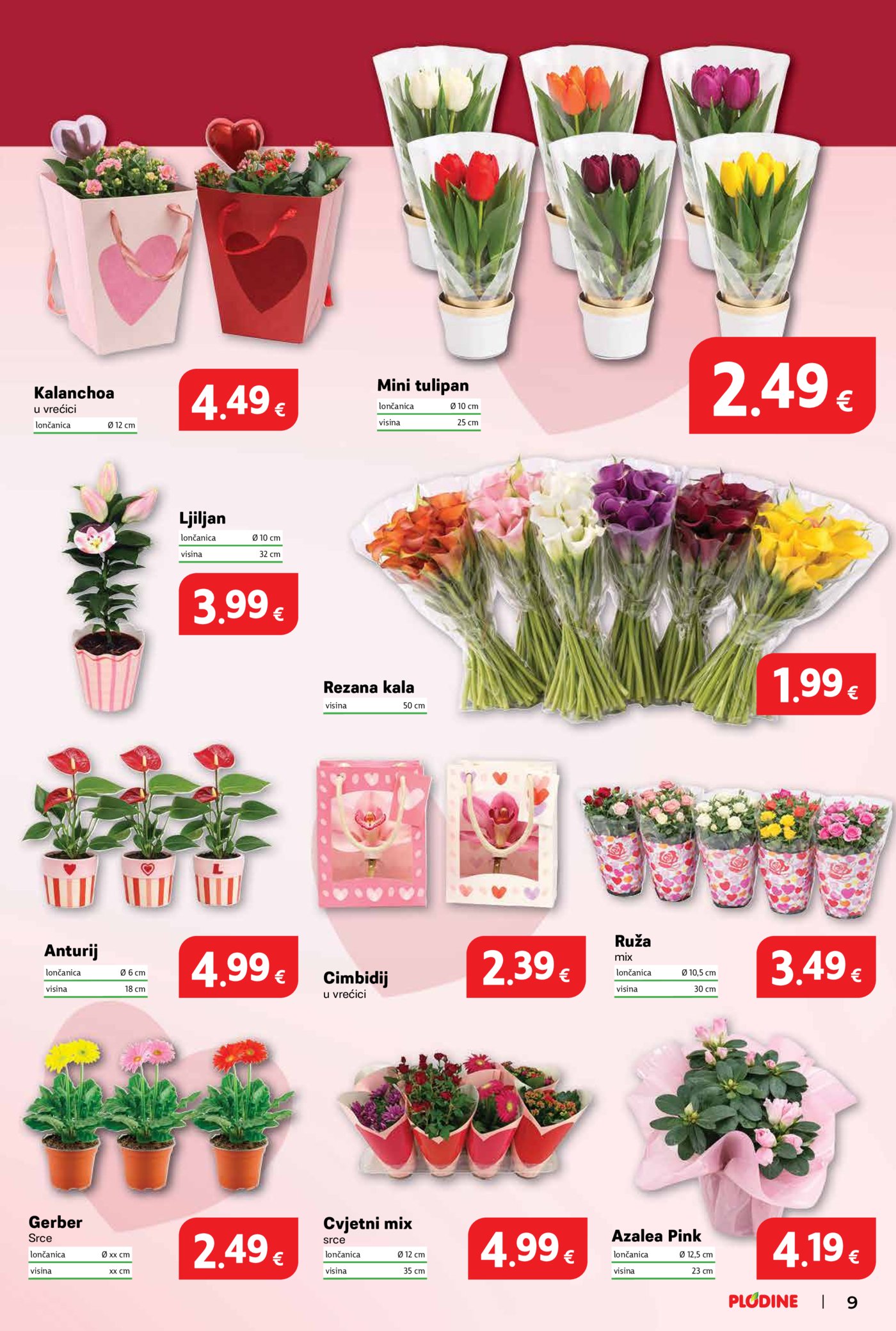 Plodine katalog Akcija 11.02.-17.02.2026.