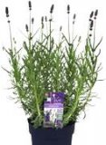 Lavanda razne vrste