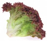 Salata Lolo Rosso ili Hrastov list 1 kom