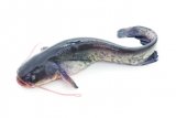 Som PP Orahovica 1 kg