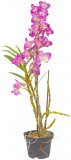 Cvijeće Dendrobium