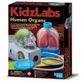 Kreativni set 4M, Kidz Labs, Human Organs, ljudski organi