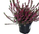 Calluna vulgaris 10 cm