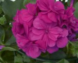 Sadnica Pelargonia Dupla