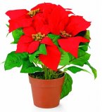 Umjetni cvijet u tegli Božićna zvijezda