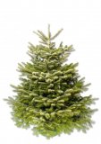 Nordijska jela uzgojena u tegli Abies Nordmania 100-125 cm