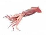 Lignja Patagonica Pescapuerta C3 16-19 1 kg