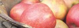 Jabuka Cripps pink Podravina 1 kg 