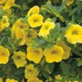 Milijun zvoncica (lat. Calibrachoa x hybrida)