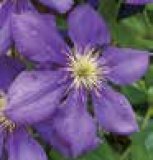 Klematis