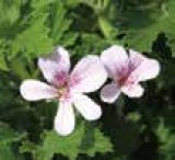 Mirisne pelargonije