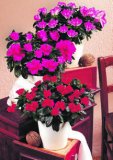 Azalea komad