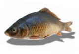 Šaran živi 1 kg