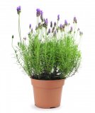 Lavanda 20 cm