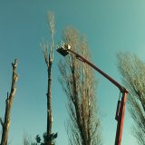 Rušenje i orezivanje stabala