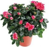 Azalea