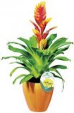 Bromelia mix, Guzmanija ili Vriseja