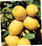 Sadnica limuna ili mandarine