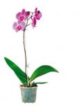 Orhideja phalaenopsis duga višekratna cvatnja