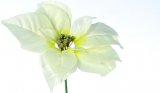 Cvijet umjetni Euforbija 19cm 1 kom
