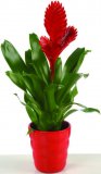 Biljka Bromelija u keramičkoj tegli 10 cm