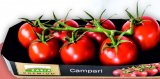 Rajčica Campari 400 g
