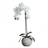 Orhideja phalaenopsis