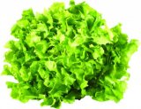 Salata endivija 1 kg