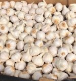 Sjeme češnjaka 250 g