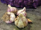 Sjeme češnjaka bijeli ili ljubičasti 250 g