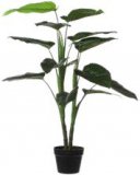 Dekorativna biljka Monstera, Philodendron i Taro v. 100 cm