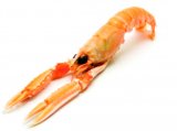 Škamp 16/20 svježi 1 kg