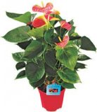 Flamingov cvijet - Anthurium 1 kom.