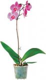 Orhideja phalaenopsos
