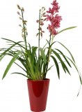 Orhideja Cymbidium