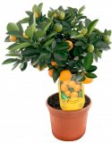 Citrus Calamondino / Limun