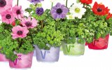 Anemone (Anemone coronaria 'Animo')