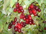 Drijen (Comus mas)