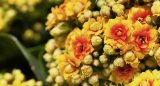 Kalanhoa (Kalanchoe blossfeldiana)