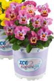 Mini maćuhica (Viola x cornuta 'Ice Babies')