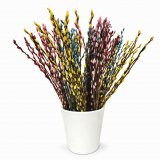 Buket Salix (Cica mace)