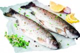 Svježa pastrva 1kg