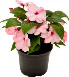 Vodenika Nova Gvineja (Impatiens New Guinea)