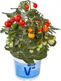 Mini srcolika rajčica (lat. Solanum lycopersicom Romantico)