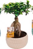 Bonsai fikus, 1 kom.