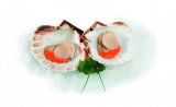 Jakobove kapice Kapesante 1 kg