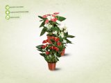 Anthurium andreanum