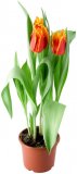 Tulipan 1 kom.
